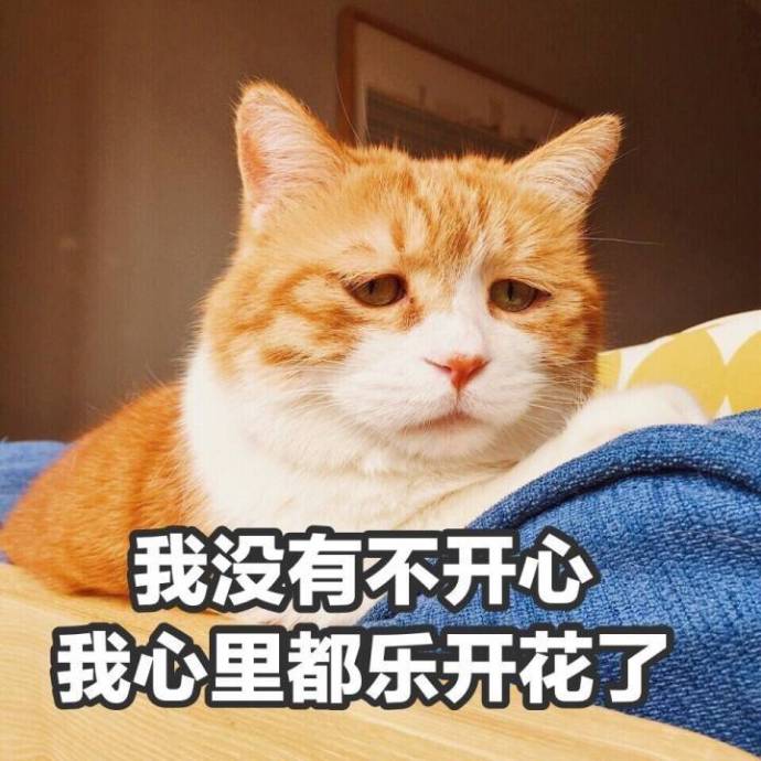 猫咪表情包带字图片