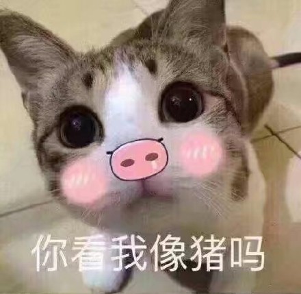 你是我的猪