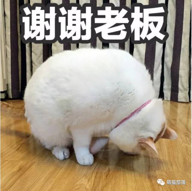 萌猫表情包