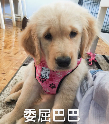 金毛表情