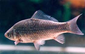 世界上最懒的鱼 是一种名叫鲫鱼的鱼类