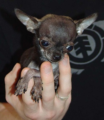 世界上最小的狗有多小?