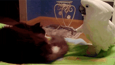 【动图】 这么大条虫子尝一下