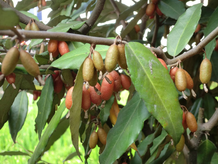 壁纸 矢量 水果 小果 植物 720_540