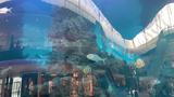 探秘卡萨布兰卡mall水族馆 奇妙体验让人为之叹服