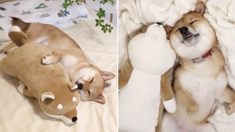 睡相超级治愈的柴犬：没想到看狗子的睡姿也能让心情变好