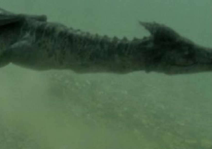 史上最清晰地真龙视频,营口坠龙事件详解