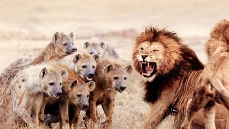 非洲：鬣狗群VS狮群最火爆的厮杀