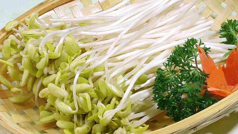 素造心生活——豆芽虽小能量高