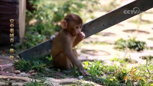《城市1对1》 空中看城市——焦作
