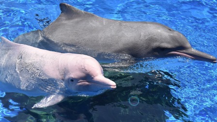 海湾的怀抱：现实版“美人鱼”白海豚濒临灭绝
