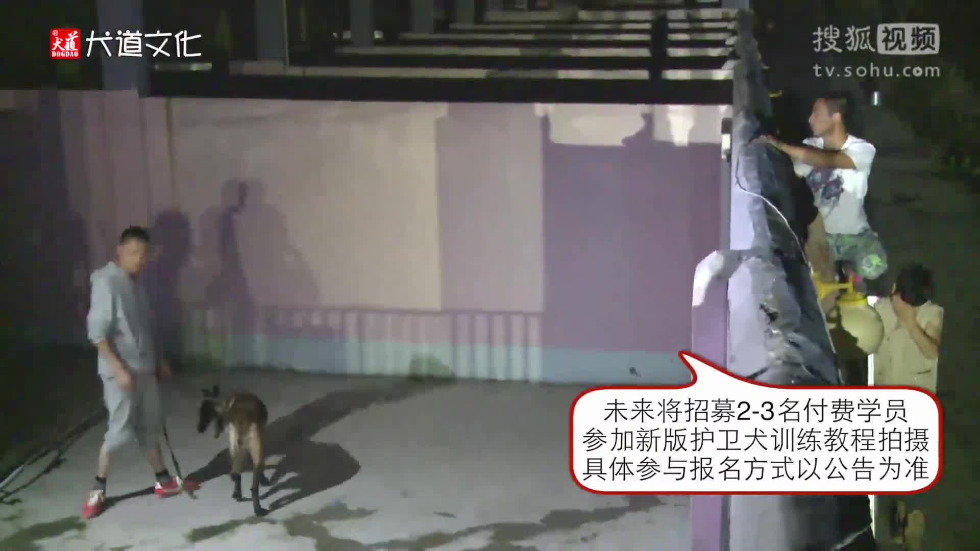 犬道唐偉敏訓狗教程：馬犬的護衛(wèi)訓練，馬犬實戰(zhàn)護衛(wèi)訓練、馬犬夜間護衛(wèi)訓練