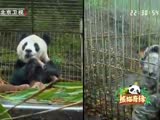 大熊猫放归之路遇险情
