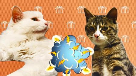 春天来了 又到了喵星人脾气暴躁的季节 欢迎收看《猫咪打架》搞笑节目