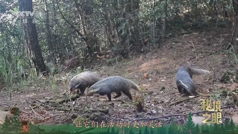 《秘境之眼》 食蟹獴 20240605