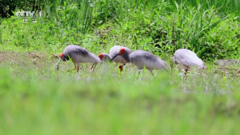 《正大綜藝·動物來啦》 20220403