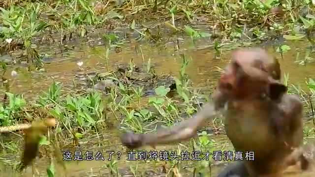 一只猴子在河里玩耍，突然开始拼命挣扎，画面让人心疼