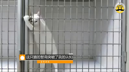 这只猫要成精了吗 67