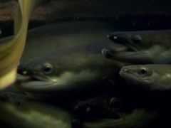 动物们的秘密生活第3集 鳗鱼的秘密