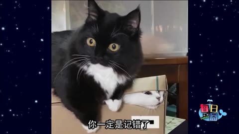 小猫咪坑人事件