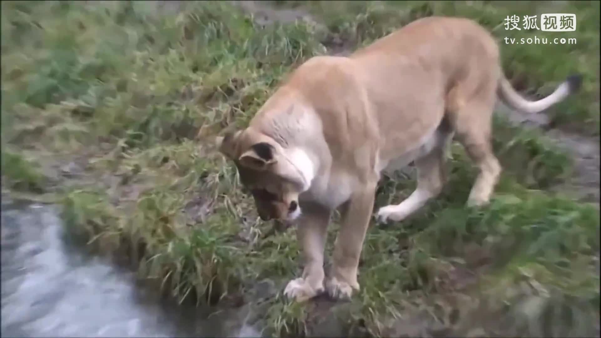 熊娃萌寵30 賣萌獅 VS 賣萌貂 誰更萌