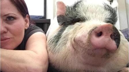 世界上最幸福的猪 被当成宠物疼爱 笑得像个200斤的胖子