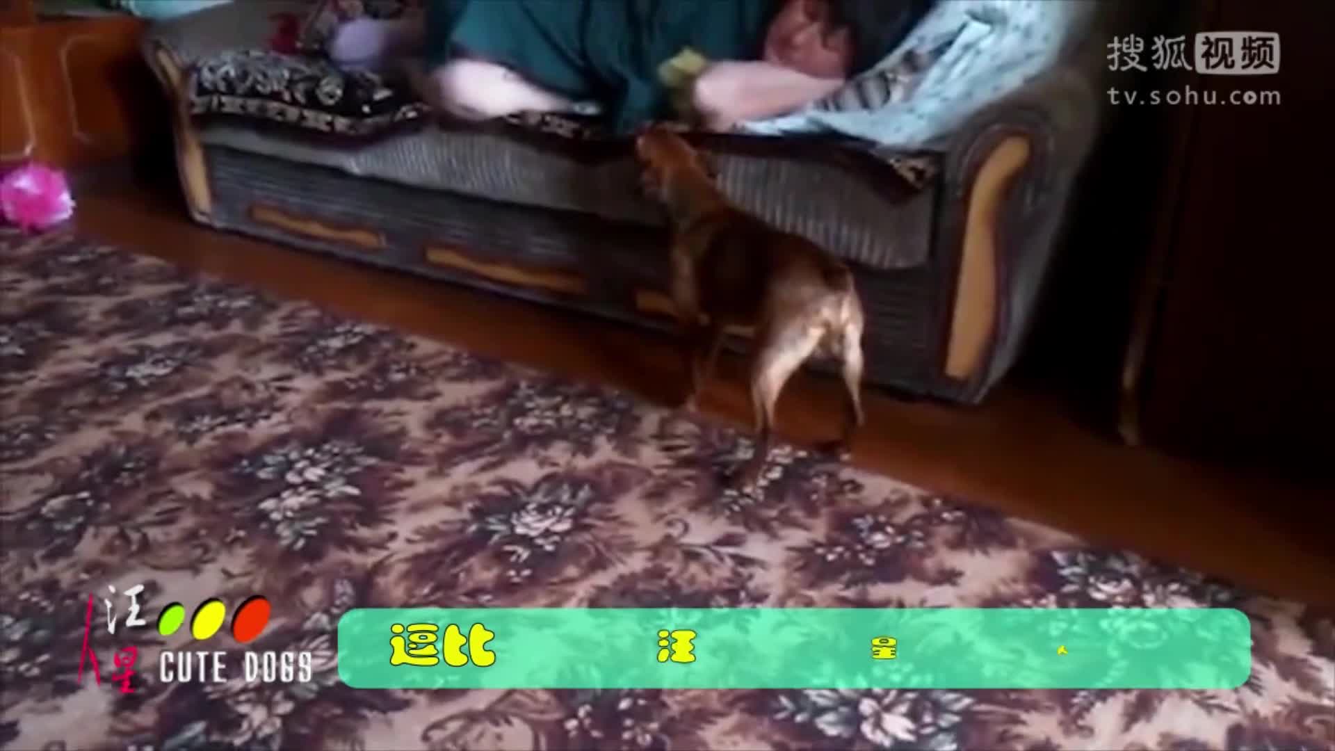 【神马看世界】汪星人 它的智慧你不懂