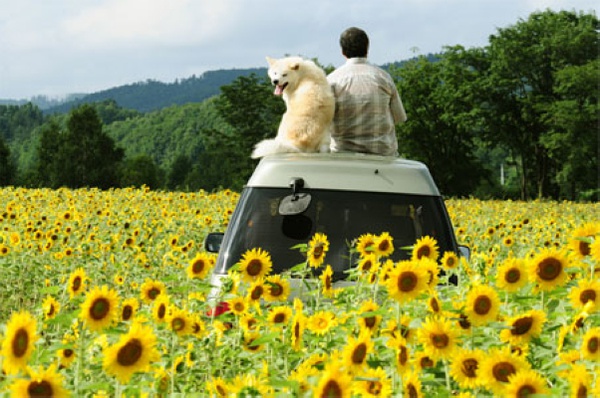 星守之犬(2011)