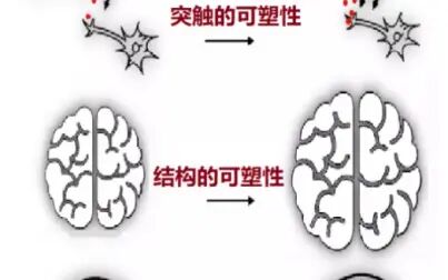 [图]大脑可塑性的学习整理