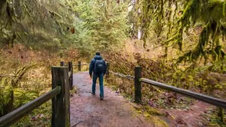 [图]4K, Hoh Rain Forest - Nature Relaxation Video