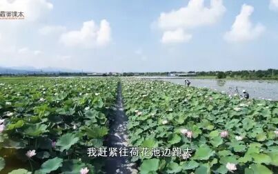 [图]小学语文三年级下册《荷花》