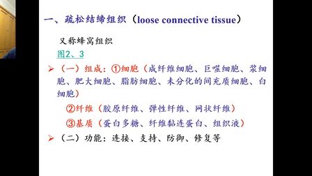 [图]组胚课程第三讲 结缔组织、血液