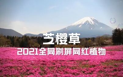 [图]2021网红植物芝樱草,也叫地被福禄考,成片种植每年5月都是花海