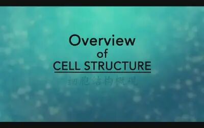 [图]细胞结构概观