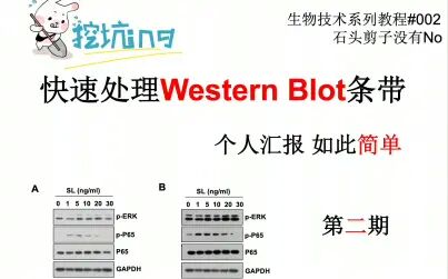 [图]【石头剪子没有No】如何快速处理Western blot免疫印迹结果图 第2期