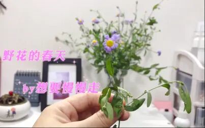 [图]插花——野花的第二次春天