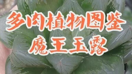 [图]多肉植物图鉴-魔王玉露