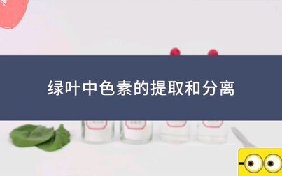 [图]【高中生物实验十一】绿叶中色素的提取与分离