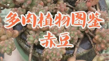 [图]多肉植物图鉴-赤豆