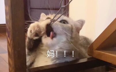 [图]这是阿猪决定和头绳绝交的第10086次