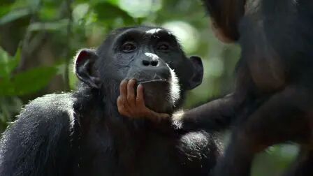 [图]生肉 中英文字幕《黑猩猩 Chimpanzee》