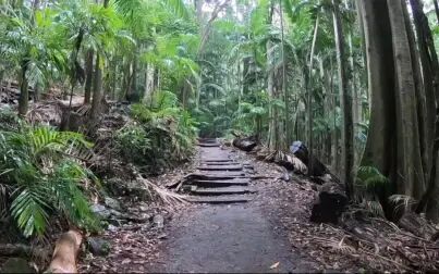 [图]【自然音】在热带雨林中的下雨声