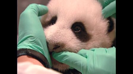 [图]A Panda is Born (Tai Shan)