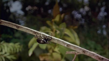 [图]《热带雨林 Tropical Rainforest 》