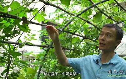 [图]园长介绍蔬果及花园植物养护【小时间,大园艺】