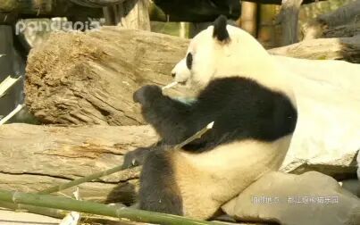 [图]十二生肖熊猫闹新春-4