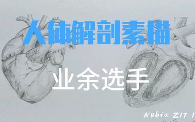 [图]【素描】医学生的零基础人体解剖素描绘画 心脏