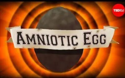 [图]【Ted-ED】改变游戏规则的羊膜卵 The Game-changing Amniotic Egg