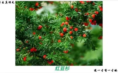 [图]裸子植物