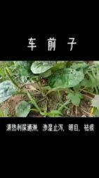 [图]#本草中华#车前